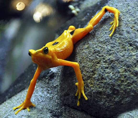 Panamanian Golden Frog. I didn't see any.